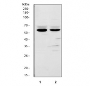 Western blot testing of 1) rat lung and 2) mouse lung tissue lysate with FMO2 antibody. Predicted molecular weight ~54 kDa.
