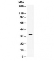 Western blot testing of mouse testis lysate with FGF23 antibody. Predicted molecular weight 28~32 kDa.