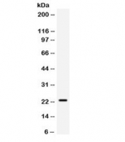 Western blot testing of mouse HEPA cell lysate with SECTM1 antibody. Expected/observed molecular weight ~23 kDa.