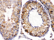 IHC testing of FFPE mouse testis with Smac antibody. HIER: Boil the paraffin sections in pH 6, 10mM citrate buffer for 20 minutes and allow to cool prior to staining.