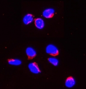 Immunofluorescent staining of FFPE human U-2 OS cells with Smac antibody (red) and DAPI nuclear stain (blue). HIER: steam section in pH6 citrate buffer for 20 min.
