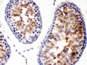 IHC testing of FFPE rat testis with Smac antibody. HIER: Boil the paraffin sections in pH 6, 10mM citrate buffer for 20 minutes and allow to cool prior to staining.