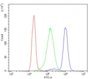 Flow cytometry testing of human K562 cells with Smac antibody at 1ug/million cells (blocked with goat sera); Red=cells alone, Green=isotype control, Blue= Smac antibody.