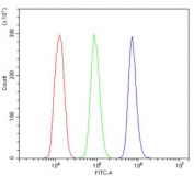 Flow cytometry testing of human U937 cells with GLUT9 antibody at 1ug/million cells (blocked with goat sera); Red=cells alone, Green=isotype control, Blue= GLUT9 antibody.