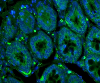 Immunofluorescent staining of rat intestine with GLUT9 antibody (green) and DAPI (blue).