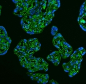 Immunofluorescent staining of human placenta with GLUT9 antibody (green) and DAPI (blue).