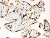 IHC testing of FFPE human placenta with TLR7 antibody. HIER: Boil the paraffin sections in pH 6, 10mM citrate buffer for 20 minutes and allow to cool prior to staining.