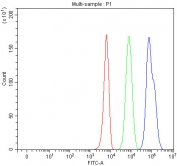 Western blot testing of 1) rat skeletal muscle and 2) human COLO320 lysate with HDAC6 antibody. Expected molecular weight 130~160 kDa, observed here at ~160 kDa.