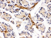 IHC testing of FFPE mouse pancreas with DARPP-32 antibody. HIER: Boil the paraffin sections in pH 6, 10mM citrate buffer for 20 minutes and allow to cool prior to staining.