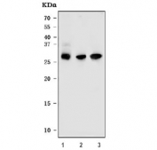Western blot testing of 1) human Caco-2, 2) rat brain and 3) mouse brain tissue lysate with DARPP-32 antibody. Expected molecular weight ~32 kDa.