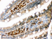 IHC testing of FFPE rat intestine with DARPP-32 antibody. HIER: Boil the paraffin sections in pH 6, 10mM citrate buffer for 20 minutes and allow to cool prior to staining.