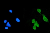 Immunofluorescent staining of FFPE human U-2 OS cells with Daxx antibody (green) and DAPI nuclear stain (blue). HIER: steam section in pH6 citrate buffer for 20 min.