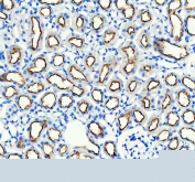 IHC staining of FFPE mouse kidney tissue with ABCG2 antibody, HRP-secondary and DAB substrate. HIER: boil tissue sections in pH8 EDTA for 20 min and allow to cool before testing.