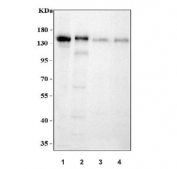 Western blot testing of 1) human K562, 2) human Jurkat, 3) rat brain and 4) mouse brain tissue lysate with TIF1 gamma antibody. Predicted molecular weight ~122 kDa but routinely observed at ~155 kDa.