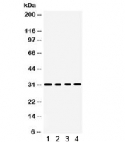 Western blot testing of 1) rat kidney, 2) rat spleen, 3) mouse spleen and 4) human placenta lysate with BAFF antibody. Expected/observed molecular weight ~31 kDa.