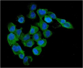 Immunofluorescent staining of FFPE human A431 cells with PRKAB1 antibody (green) and DAPI nuclear stain (blue). HIER: steam section in pH6 citrate buffer for 20 min.~