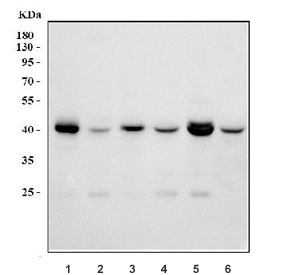 Western blot testing of human 1) A431, 2) 293T, 3) Jurkat, 4) U-2 OS, 5) HeLa and 6) HepG2 cell lysate with HLA-C antibody. Expected molecular weight ~41 kDa.