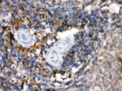 IHC-P: TGM2 antibody testing of rat spleen tissue