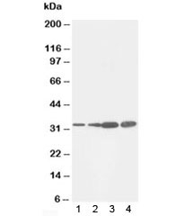 Western blot testing of PCNA antibody (clone PC10) and 1) MCF-7, 2) HeLa, 3) HT1080 and 4) COLO320 cell lysate. Predicted molecular weight ~29 kDa, routinely observed at 29~36 kDa.