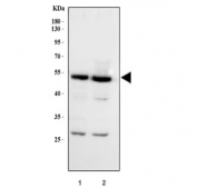 Western blot testing of human 1) HeLa and 2) 293T cell lysate with XIAP antibody. Expected molecular weight ~57 kDa.