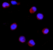 Immunofluorescent staining of FFPE human K562 cells with CD27 antibody (red) and DAPI (blue). HIER: boil tissue sections in pH6, 10mM citrate buffer, for 20 min and allow to cool before testing.