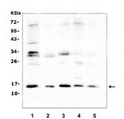 Western blot testing of mouse 1) spleen, 2) heart, 3) lung, 4) liver and 5) kidney tissue lysate with Isg15 antibody. Expected molecular weight: 15-17 kDa.