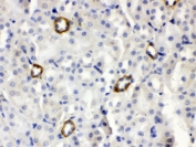 IHC testing of FFPE mouse kidney with Isg15 antibody. HIER: Boil the paraffin sections in pH 6, 10mM citrate buffer for 20 minutes and allow to cool prior to testing.