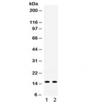 Western blot testing of mouse 1) intestine and 2) spleen lysate with Isg15 antibody. Expected molecular weight: 15-17 kDa.