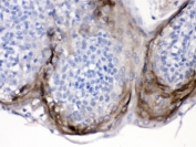 IHC testing of FFPE human tonsil with Elafin antibody. HIER: Boil the paraffin sections in pH 6, 10mM citrate buffer for 20 minutes and allow to cool prior to testing.
