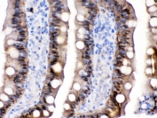 IHC testing of FFPE rat intestine with FABP2 antibody. HIER: Boil the paraffin sections in pH 6, 10mM citrate buffer for 20 minutes and allow to cool prior to testing.