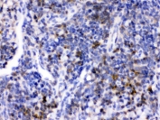 IHC testing of FFPE mouse spleen with CD33 antibody. HIER: Boil the paraffin sections in pH 6, 10mM citrate buffer for 20 minutes and allow to cool prior to testing.