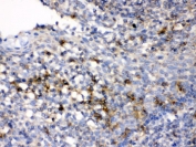 IHC testing of FFPE human tonsil with anti-CD33 antibody. HIER: Boil the paraffin sections in pH 6, 10mM citrate buffer for 20 minutes and allow to cool prior to testing.