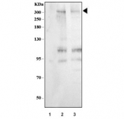 Western blot testing of human 1) SW620 and 2) COLO320 cell lysate with MUC3 antibody. Observed here at a molecular weight of ~266 kDa.