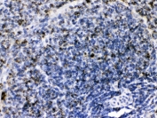 IHC testing of FFPE rat spleen with C1QBP antibody. HIER: Boil the paraffin sections in pH 6, 10mM citrate buffer for 20 minutes and allow to cool prior to testing.