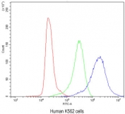 Flow cytometry testing of human K562 cells with CCT3 antibody at 1ug/10^6 cells (blocked with goat sera); Red=cells alone, Green=isotype control, Blue= CCT3 antibody.