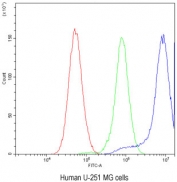 Flow cytometry testing of human U-251 MG cells with CCT3 antibody at 1ug/10^6 cells (blocked with goat sera); Red=cells alone, Green=isotype control, Blue= CCT3 antibody.