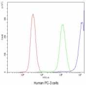 Flow cytometry testing of human PC-3 cells with CCT3 antibody at 1ug/10^6 cells (blocked with goat sera); Red=cells alone, Green=isotype control, Blue= CCT3 antibody.