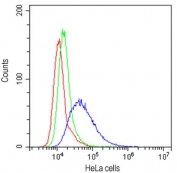 Flow cytometry testing of human HeLa cells with CD58 antibody at 1ug/10^6 cells (cells blocked with goat sera); Red=cells alone, Green=isotype control, Blue=CD58 antibody.