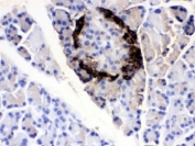 IHC testing of FFPE rat pancreas with VIP antibody. HIER: Boil the paraffin sections in pH 6, 10mM citrate buffer for 20 minutes and allow to cool prior to testing.