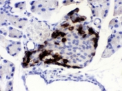 IHC testing of FFPE mouse pancreas with VIP antibody. HIER: Boil the paraffin sections in pH 6, 10mM citrate buffer for 20 minutes and allow to cool prior to testing.