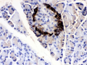 IHC testing of FFPE rat pancreas with VIP antibody. HIER: Boil the paraffin sections in pH 6, 10mM citrate buffer for 20 minutes and allow to cool prior to testing.