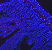 Immunofluorescent staining of FFPE rat colon tissue with VIP antibody (red) and DAPI nuclear stain (blue). HIER: Boil the paraffin sections in pH8 EDTA buffer for 20 minutes and allow to cool prior to testing.