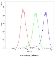Flow cytometry testing of human HepG2 cells with Factor I antibody at 1ug/10^6 cells (blocked with goat sera); Red=cells alone, Green=isotype control, Blue= Factor I antibody.