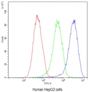 Flow cytometry testing of human HepG2 cells with Factor I antibody at 1ug/10^6 cells (blocked with goat sera); Red=cells alone, Green=isotype control, Blue= Factor I antibody.