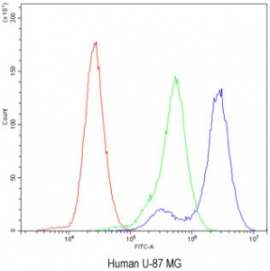 Flow cytometry testing of human U-87 MG cells with Factor I antibody at 1ug/million cells (blocked with goat sera); Red=cells alone, Green=isotype control, Blue= Factor I antibody.