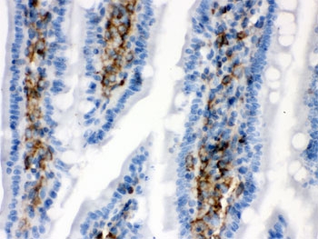IHC testing of FFPE rat intestine with Caldesmon antibody. HIER: Boil the paraffin sections in pH 6, 10mM citrate buffer for 20 minutes and allow to cool prior to testing.