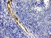 IHC testing of FFPE mouse spleen with Alpha A Crystallin antibody. HIER: Boil the paraffin sections in pH 6, 10mM citrate buffer for 20 minutes and allow to cool prior to testing.