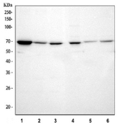Western blot testing of 1) human U-251, 2) human HeLa, 3) human HEL, 4) rat small intestine, 5) mouse brain and 6) mouse small intestine tissue lysate with WDR1 antibody. Expected molecular weight ~66 kDa.