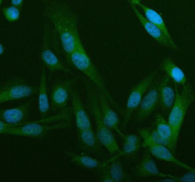Immunofluorescent staining of FFPE human HeLa cells with WDR1 antibody (green) and DAPI nuclear stain (blue). HIER: steam section in pH6 citrate buffer for 20 min.