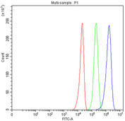 Flow cytometry testing of fixed and permeabilized human U251 cells with WDR1 antibody at 1ug/million cells (blocked with goat sera); Red=cells alone, Green=isotype control, Blue= WDR1 antibody.